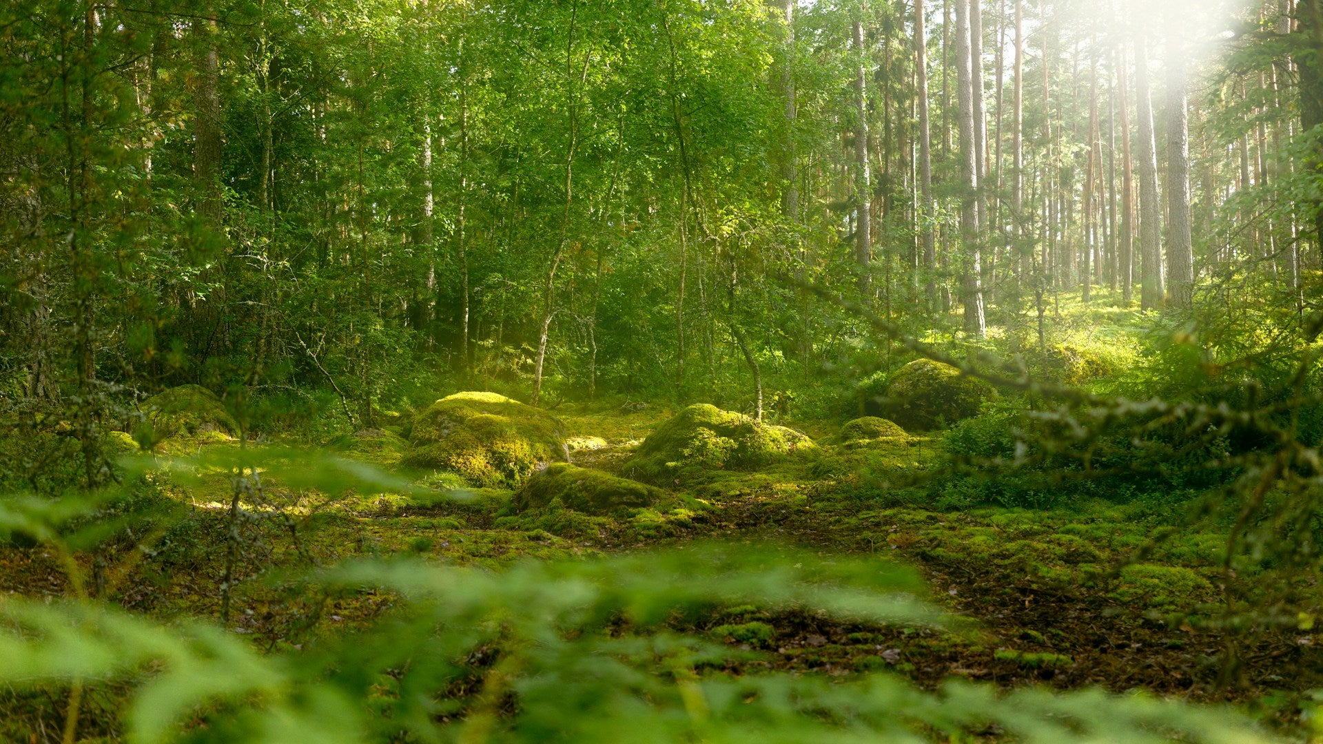Shinrin-yoku, or Why You Feel Wonderful in the Forest - Rose Boreal
