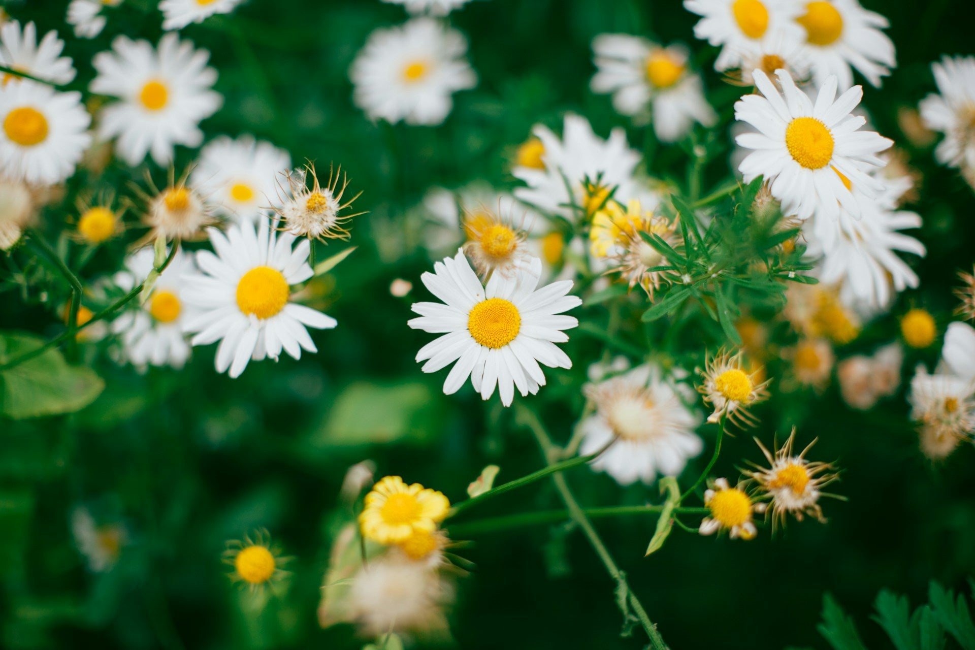 Going zero waste: where do we start? - Rose Boreal