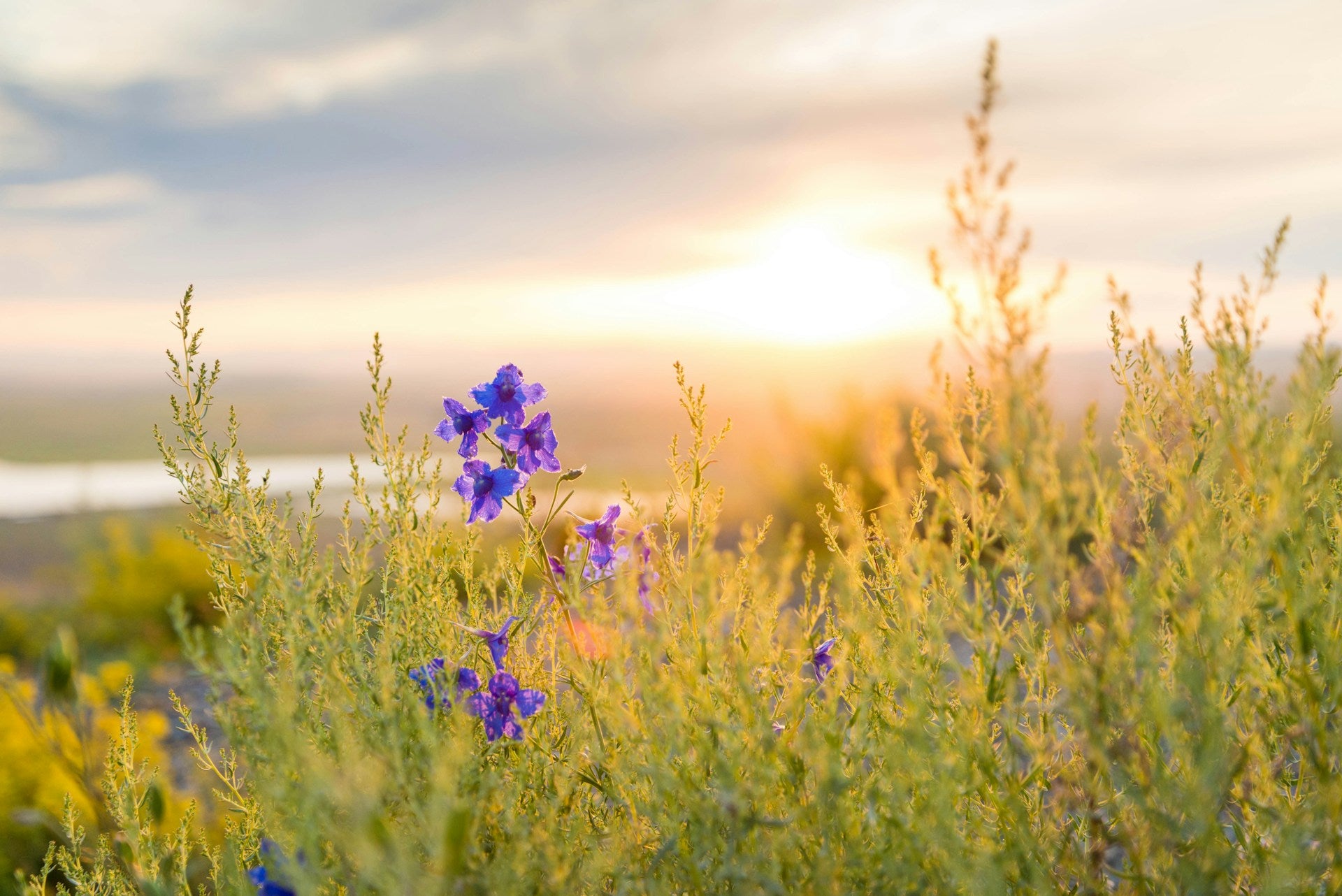 3 steps to creating your perfect morning routine - Rose Boreal